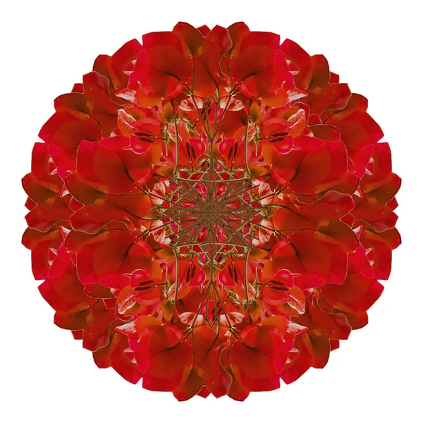 Изолированный цветочный орнамент — стоковое фото