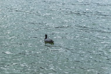 Yalnız ördek gölde Yüzme