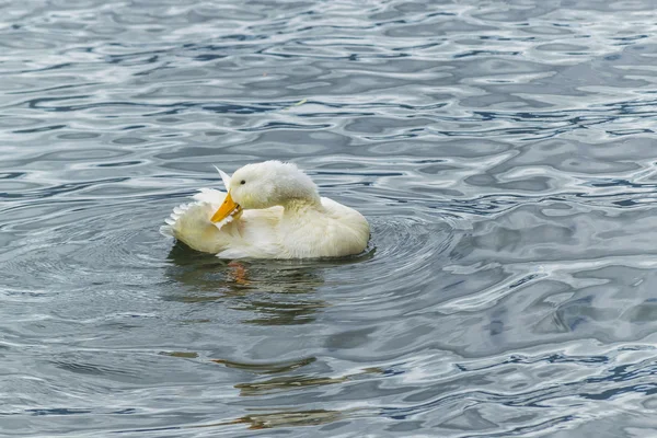 White Duck Preening at Lake — Stok fotoğraf