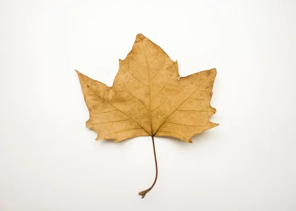 白い背景の孤立した乾燥した枯れ葉 — ストック写真