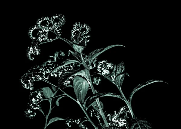 Fondo floral oscuro — Foto de Stock