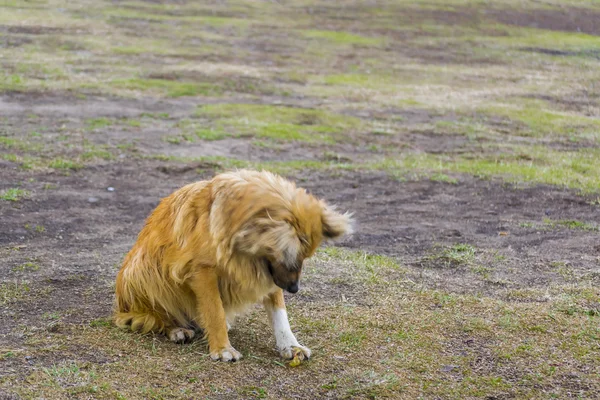 Özenli köpek gıda bekliyor — Stok fotoğraf