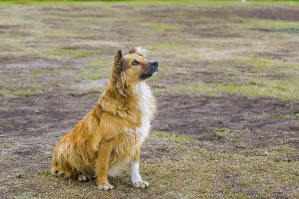 Attendant chien attentif pour la nourriture — Photo