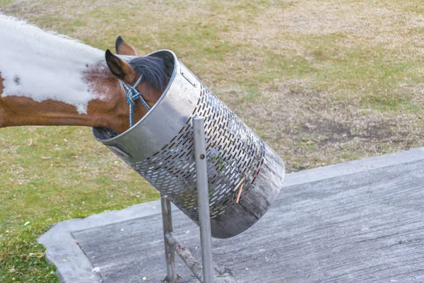 Het hoofd van het paard in een afval kan — Stockfoto