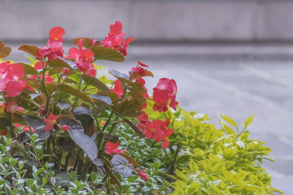 五颜六色的鲜花和植物 — 图库照片