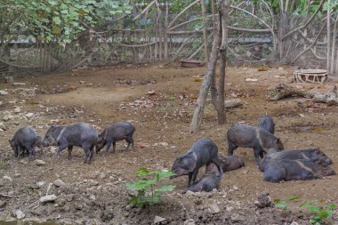 Pecari sürü Hayvanat Bahçesi'nde