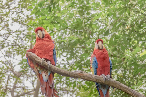 Sydamerikanska färgglada papegojor — Stockfoto