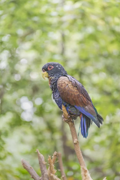 Aves literas tropicales sudamericanas —  Fotos de Stock