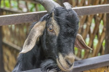 Park Runner Guayaquil Ekvador