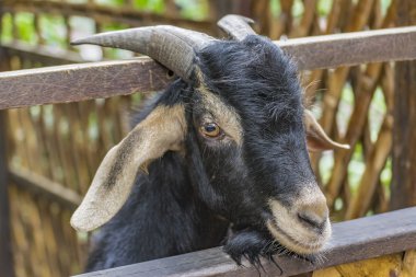 Park Runner Guayaquil Ekvador