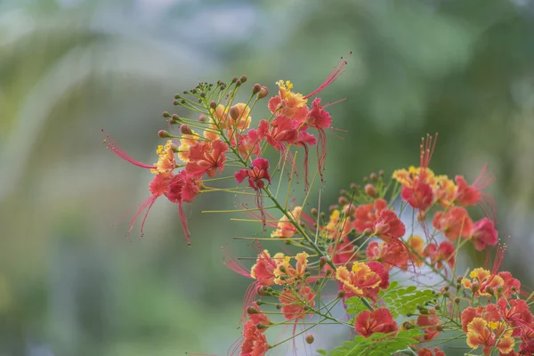 Colorful Warm Flowers — Stock Photo, Image