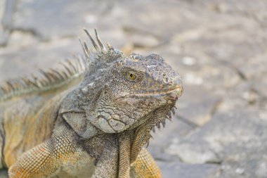 Iguana Park Guayaquil Ecuador
