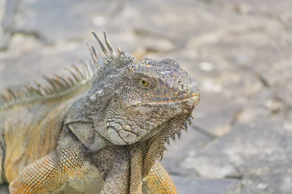 Iguana Park Guayaquil Ecuador