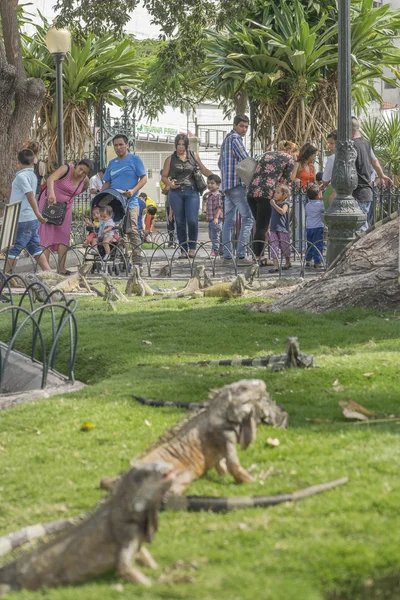 Iguana Park Guayaquil Ecuador — 图库照片