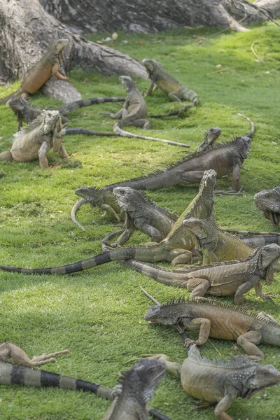Iguana Park Guayaquil Ecuador — Stok fotoğraf