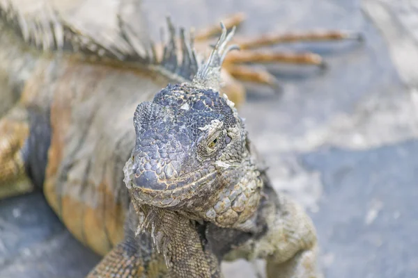 Iguana Parque Guayaquil Ecuador — Foto de Stock