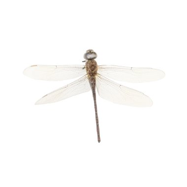 Dragon-Fly İzole