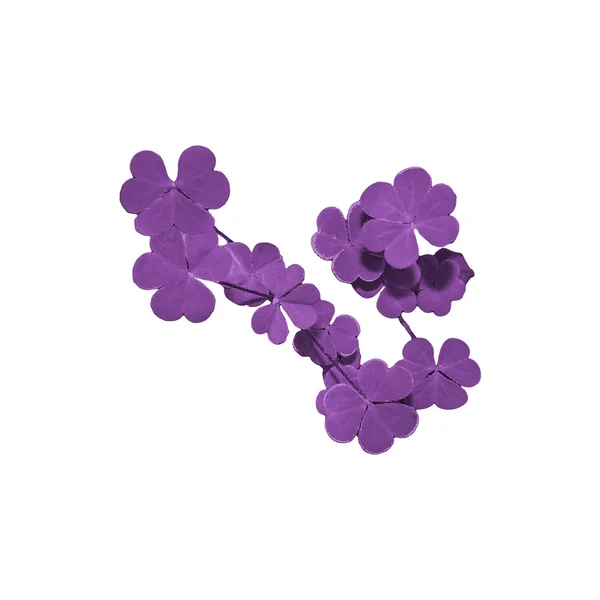 Изолированные фиолетовые растения — стоковое фото