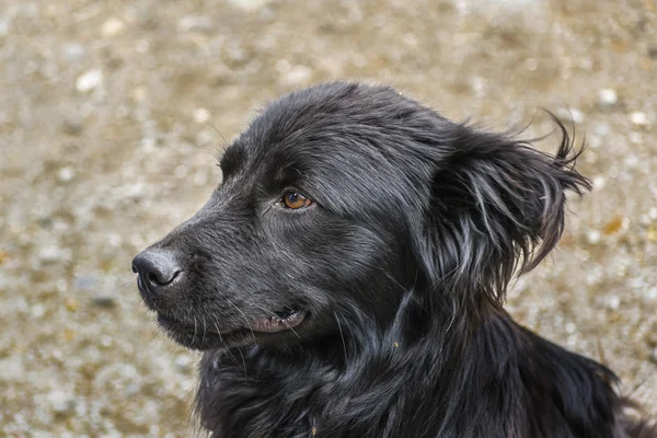 Černé vlasy pes — Stock fotografie