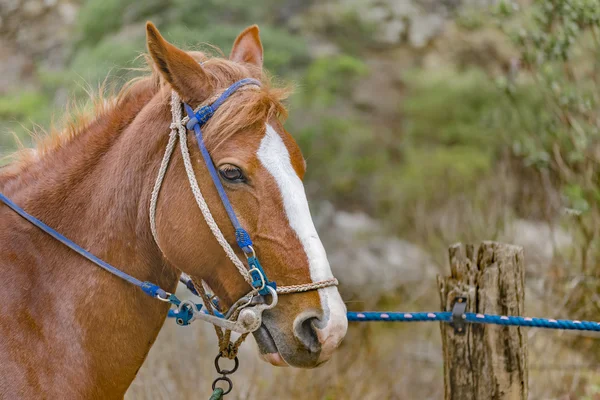 草原で結ばれた馬 — ストック写真