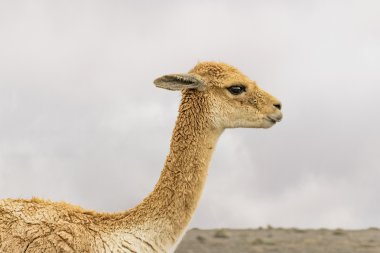Vicuna Chimborazo Park Ekvador