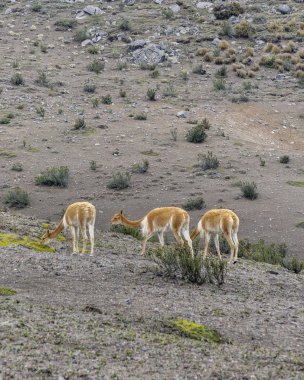 Chimborazo Park Ekvador, vicunas