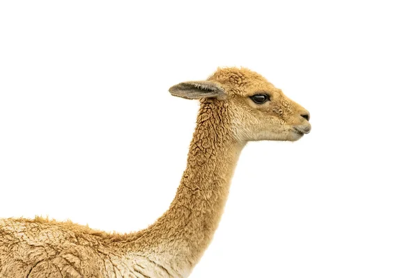 Vicuna Face Isolated Over White — Stock Photo, Image