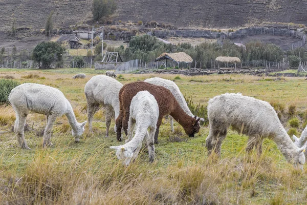 Andes hayvanlar mera yeme çiftlik — Stok fotoğraf