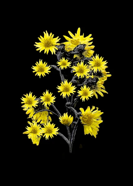 Elszigetelt sárga virágok — Stock Fotó