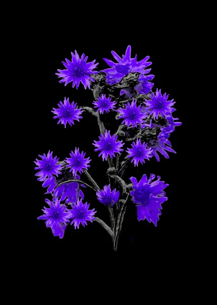 Elszigetelt virágok fekete felett — Stock Fotó