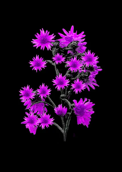 Geïsoleerde bloemen over zwart — Stockfoto