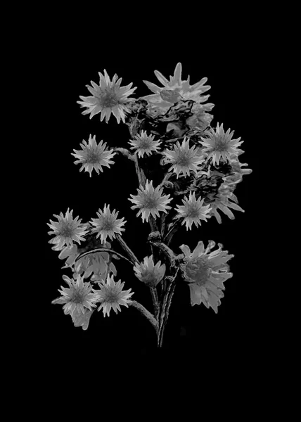 Fleurs isolées sur noir — Photo