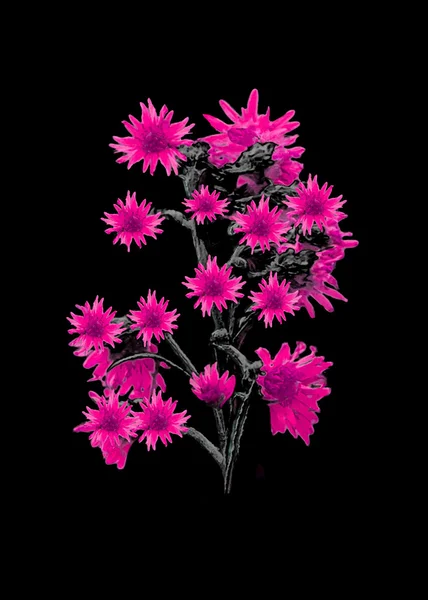 블랙에 고립 된 꽃 — 스톡 사진