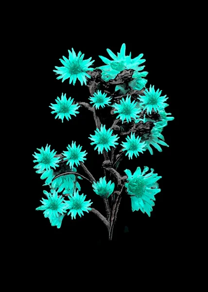Fleurs isolées sur noir — Photo