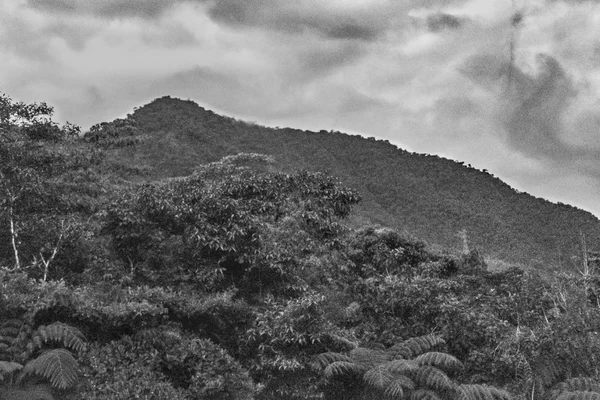 Paisaje Montañas Hojas en Banos Ecuador — Foto de Stock