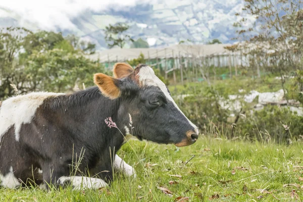 Αγελάδα ακουμπά σε χόρτο — Φωτογραφία Αρχείου
