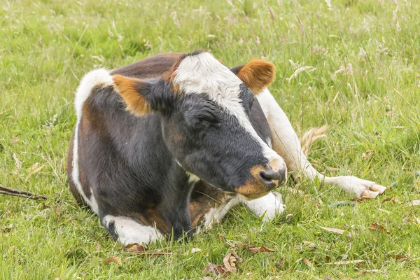 Αγελάδα ακουμπά σε χόρτο — Φωτογραφία Αρχείου