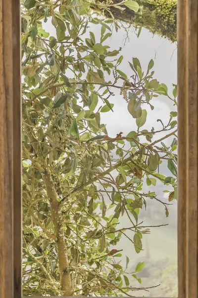 Koryta widoku drzewa okna — Zdjęcie stockowe
