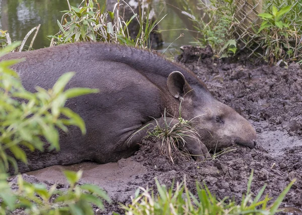 Felnőtt tapír pihenő állatkert — Stock Fotó
