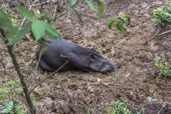 Felnőtt tapír pihenő állatkert — Stock Fotó