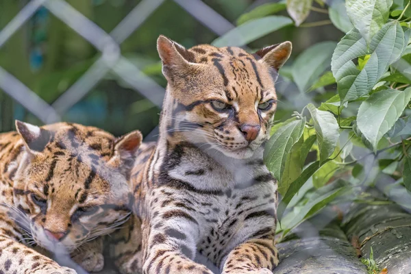 Couple de chats sauvages au zoo — Photo