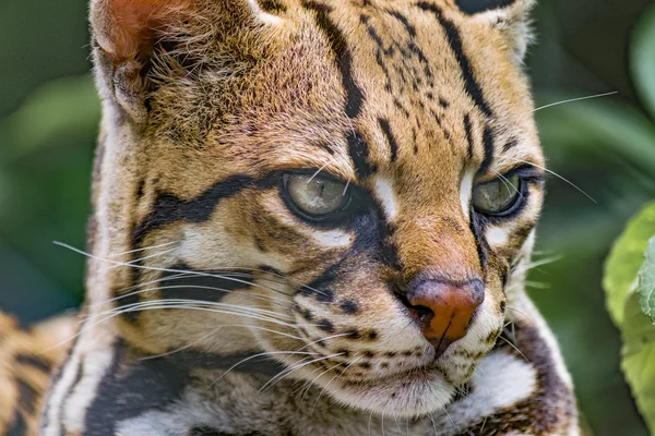 Wildkatze im Zoo — Stockfoto
