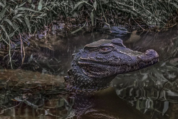 Caiman su Puyo Hayvanat Bahçesi, Ekvator — Stok fotoğraf