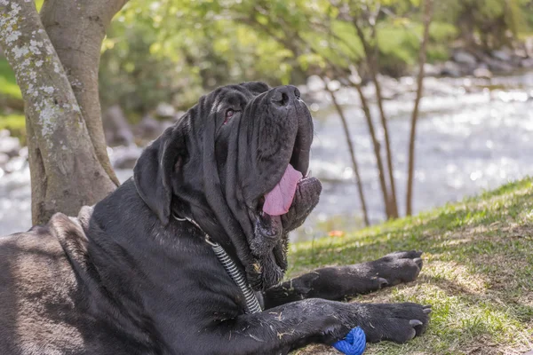 Duży czarny pies, odpoczynek w Nature — Zdjęcie stockowe