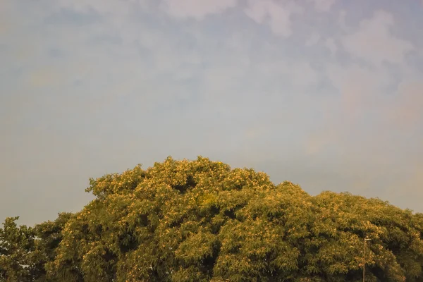 Parte superior del árbol de hoja contra el cielo azul —  Fotos de Stock