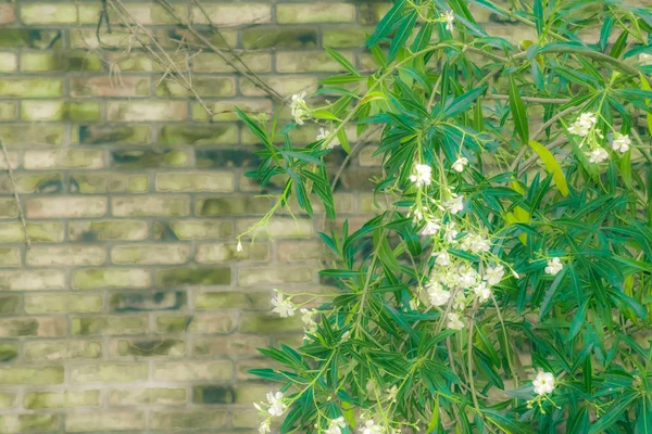 Fiori e foglie contro muro di mattoni — Foto Stock