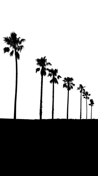 Перспективный вид пальмы изолированные — стоковое фото
