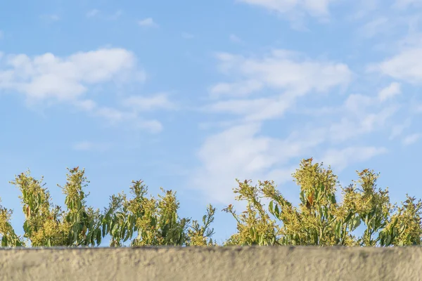 Top dell'albero sullo sfondo del cielo blu — Foto Stock