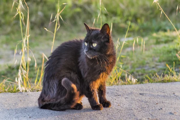 Dorosły kot czarny z uprzejmy wyrażenie — Zdjęcie stockowe