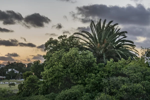 Coucher de soleil Feuille Nature Montevideo Uruguay — Photo